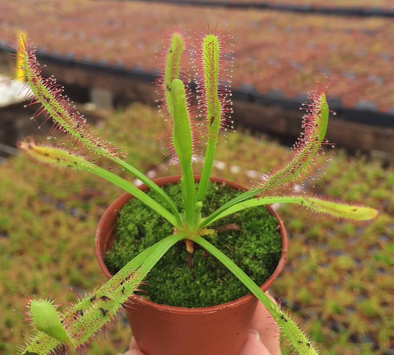 Drosera Capensis (octopus plant)