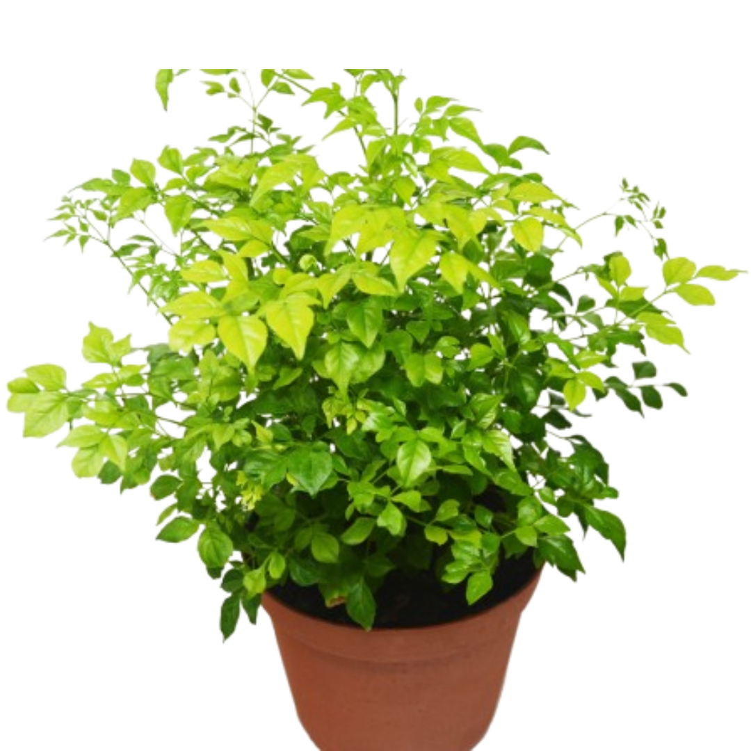 Radermachera 'China Doll' - 6" Pot