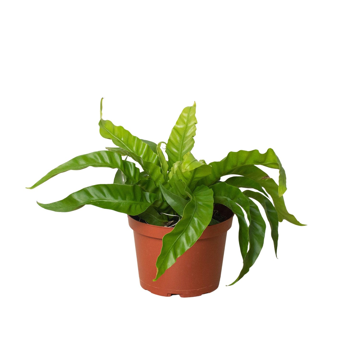 Ferns