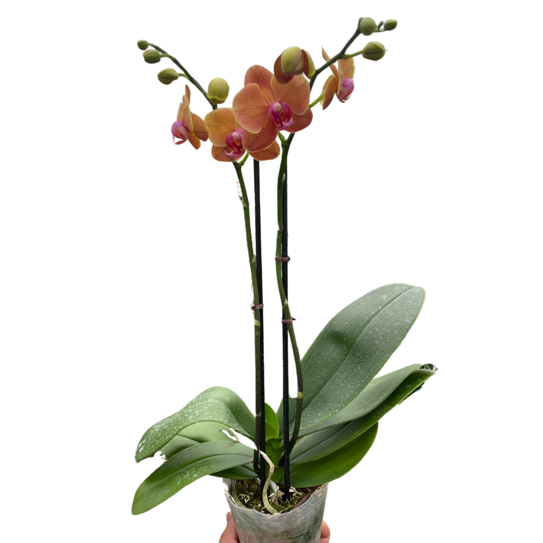 Orchid 'Orange Phalaenopsis'