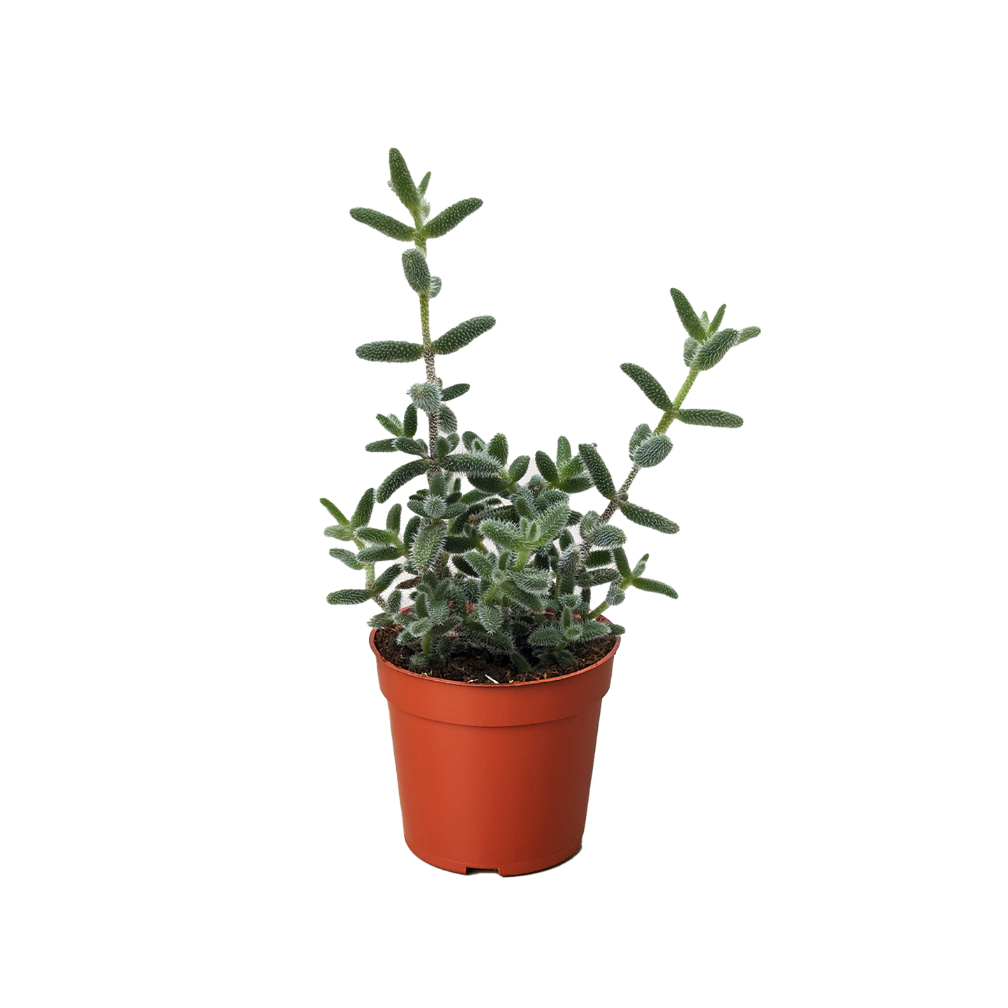 Delosperma echinatum 'Pickle Plant'