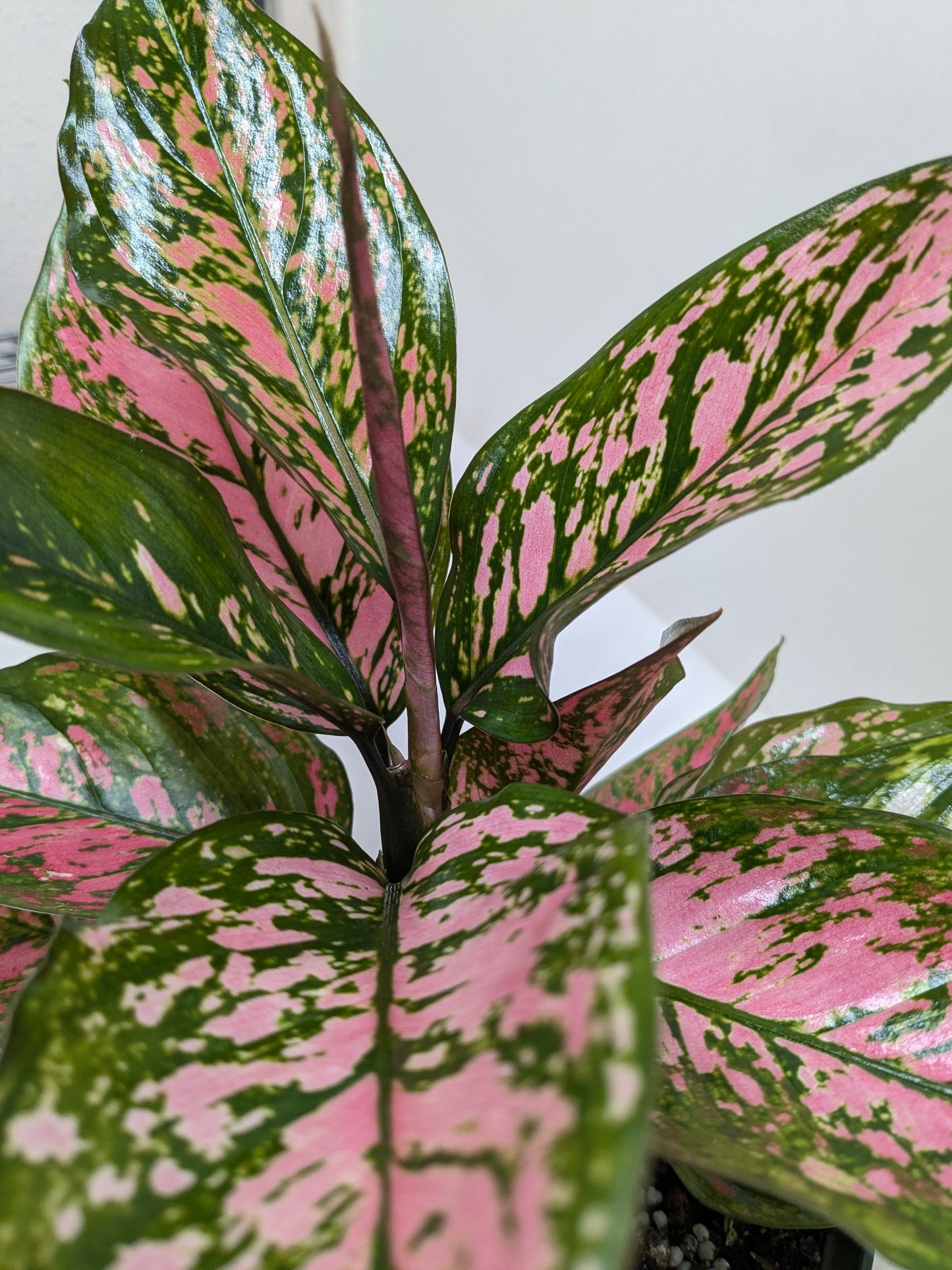 Chinese Evergreen 'Wishes'