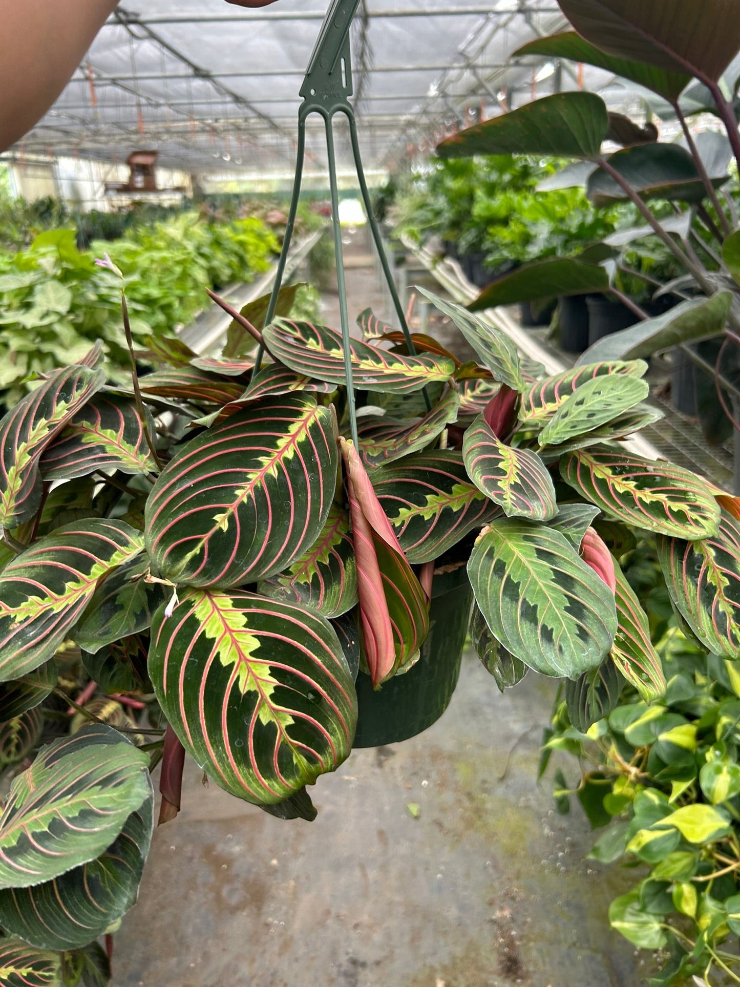 Maranta Red Prayer