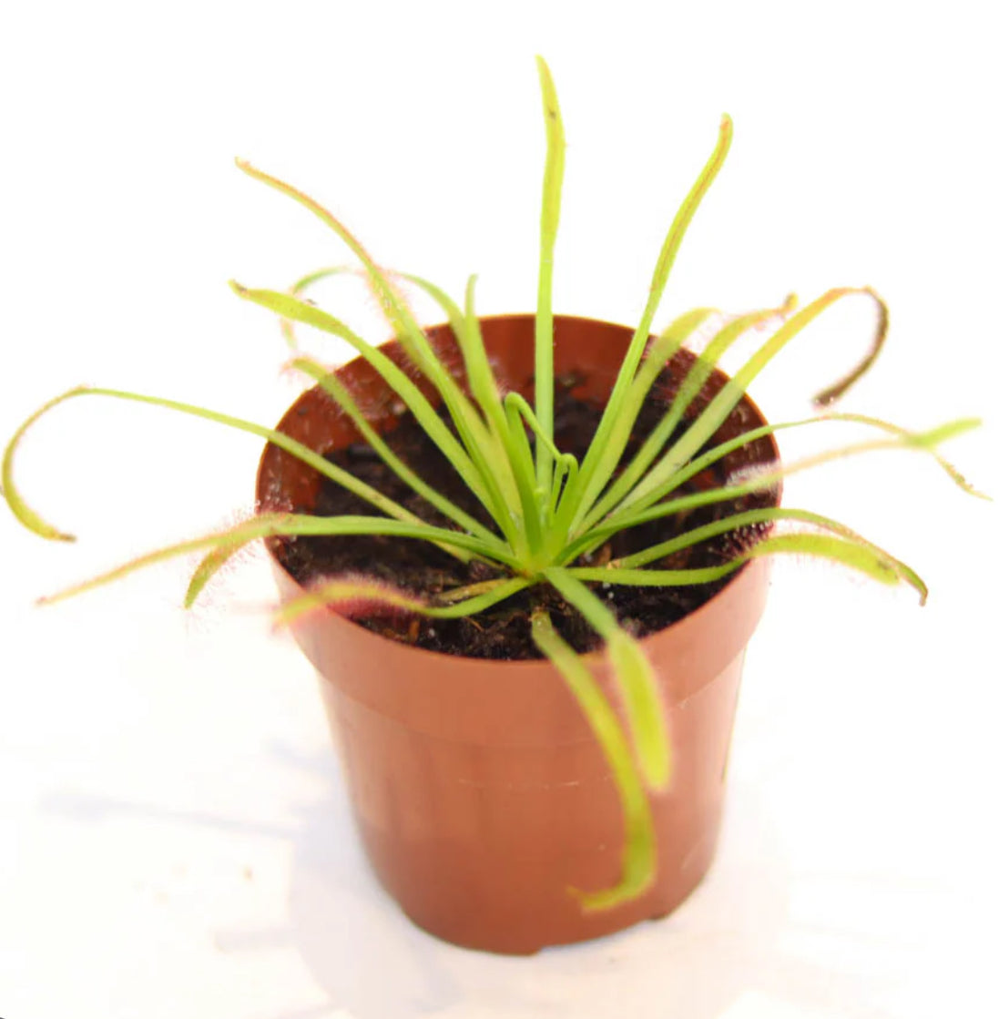 Drosera Capensis (octopus plant)