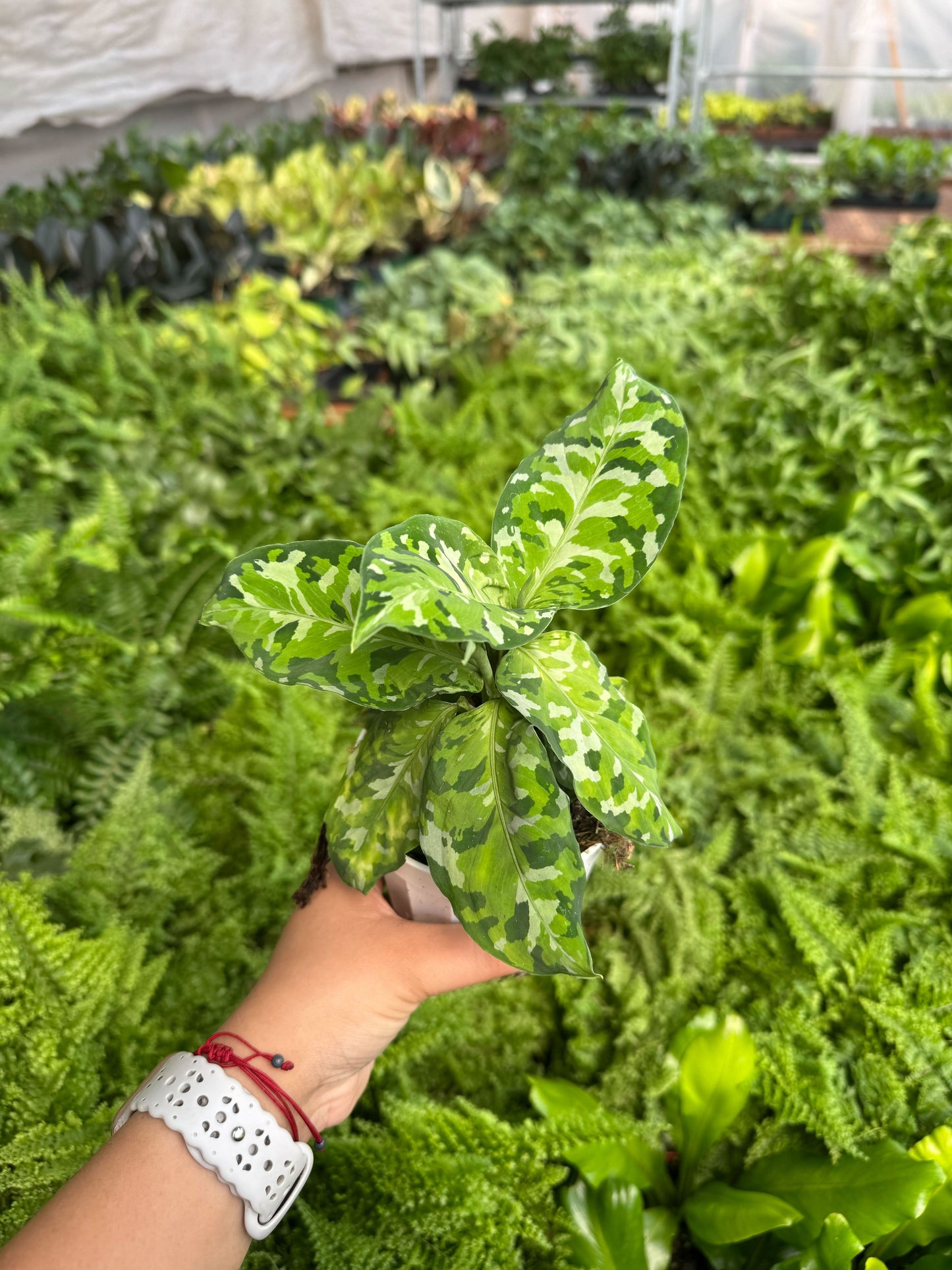 Chinese Evergreen Pictum Tricolor