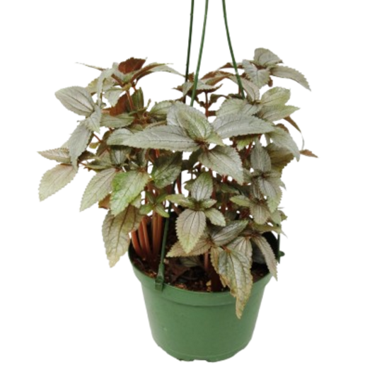 Pilea Ellen - In 6" Pot