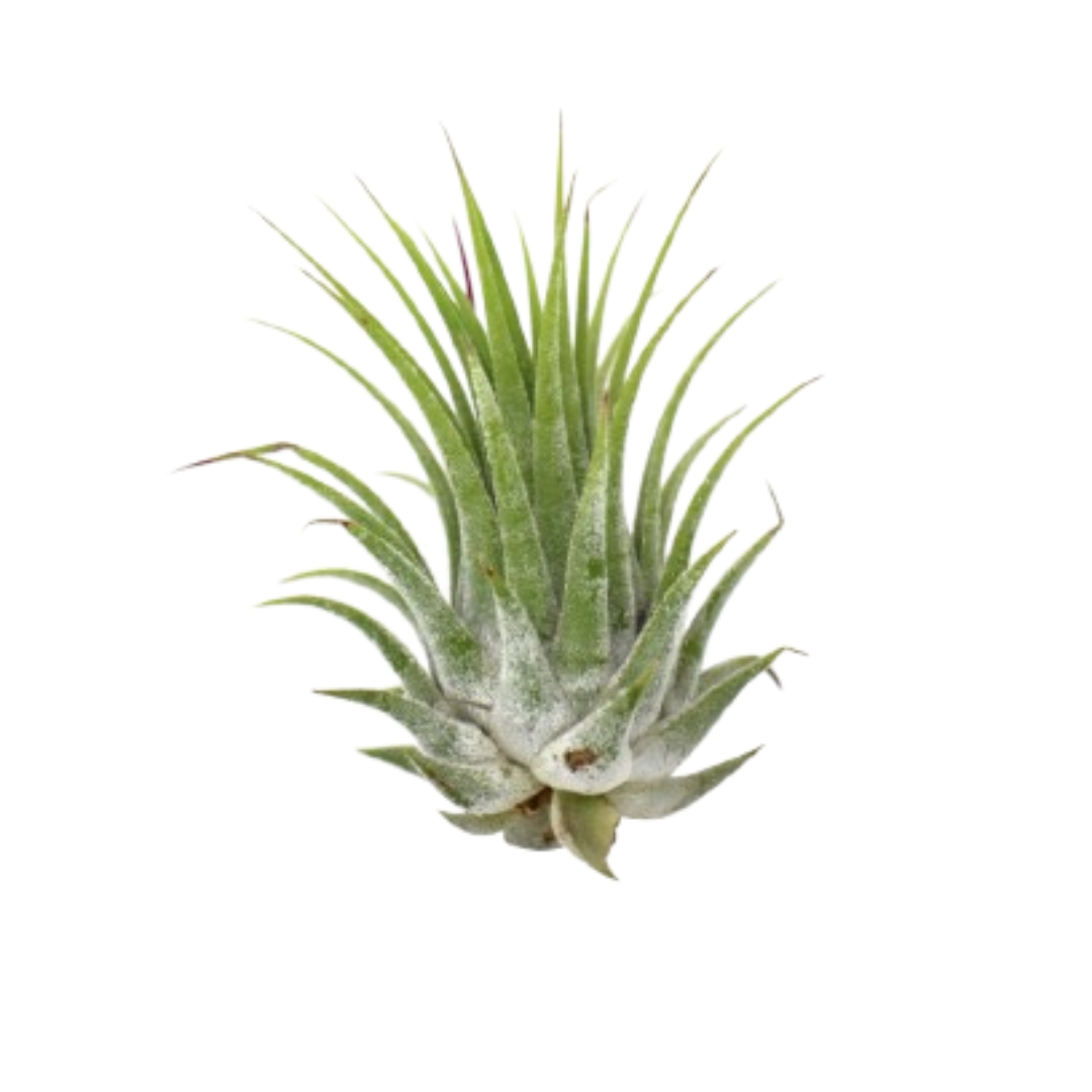 Tillandsia Air Plant Ionantha - 5 Pack